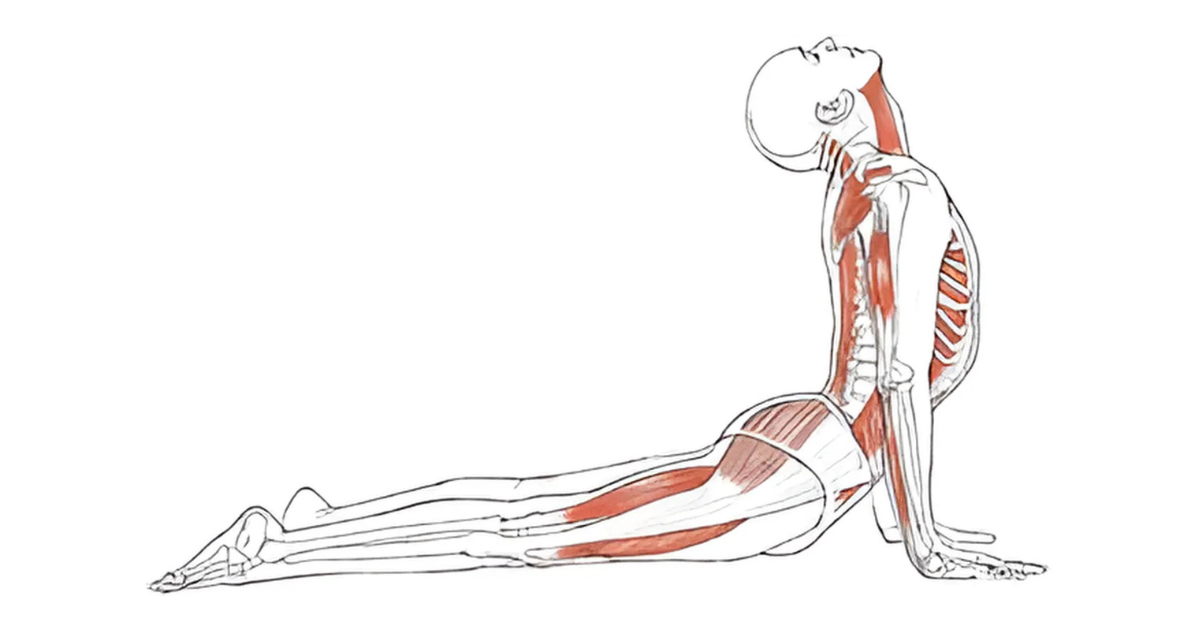 ANATOMY AND YOGA BRUSH UP COURSE